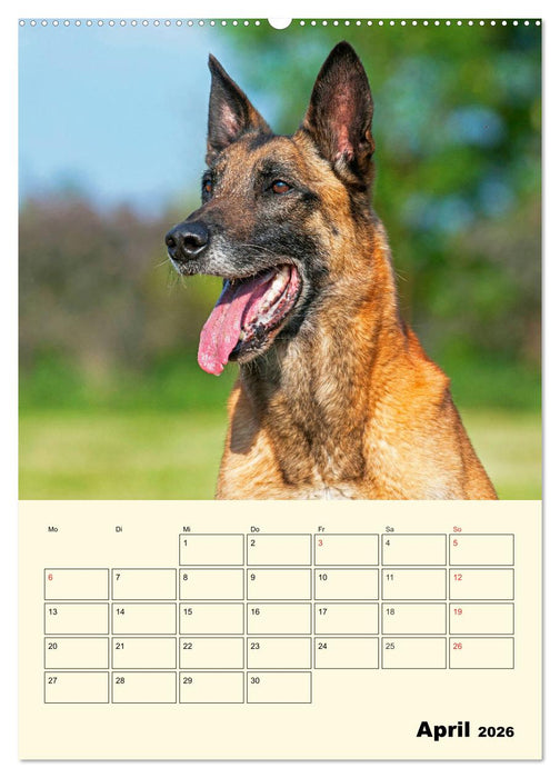 Familienplaner Tausendsassa Malinois (CALVENDO Wandkalender 2026)