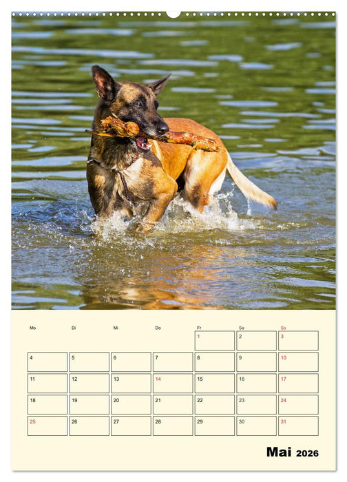 Familienplaner Tausendsassa Malinois (CALVENDO Wandkalender 2026)