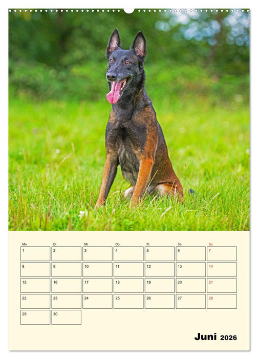 Familienplaner Tausendsassa Malinois (CALVENDO Wandkalender 2026)