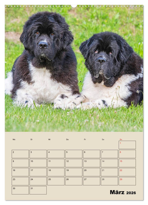 Familienplaner Neufundländer - Freund und Retter (CALVENDO Wandkalender 2026)