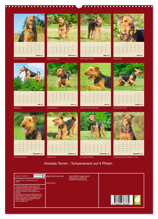 Airedale Terrier - Temperament auf 4 Pfoten (CALVENDO Premium Wandkalender 2026)