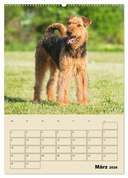 Airedale Terrier - Temperament auf 4 Pfoten (CALVENDO Premium Wandkalender 2026)
