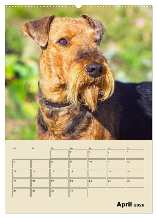 Airedale Terrier - Temperament auf 4 Pfoten (CALVENDO Premium Wandkalender 2026)