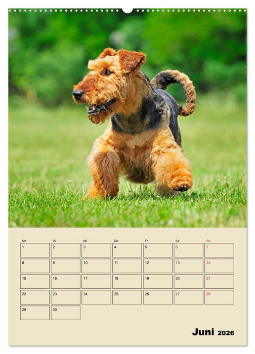 Airedale Terrier - Temperament auf 4 Pfoten (CALVENDO Premium Wandkalender 2026)