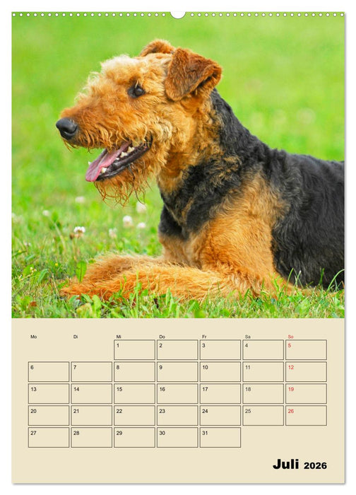 Airedale Terrier - Temperament auf 4 Pfoten (CALVENDO Premium Wandkalender 2026)