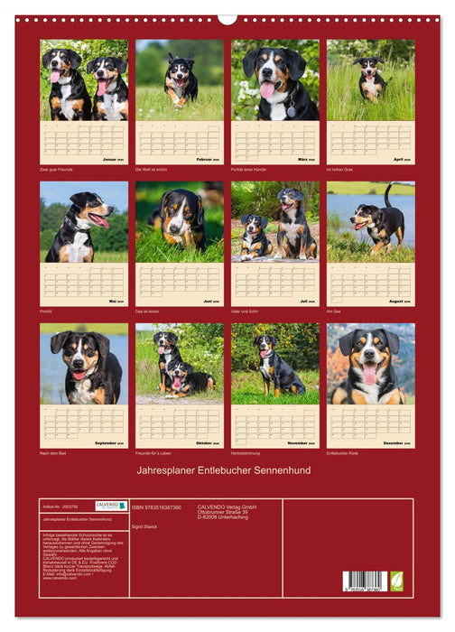 Jahresplaner Entlebucher Sennenhund (CALVENDO Wandkalender 2026)