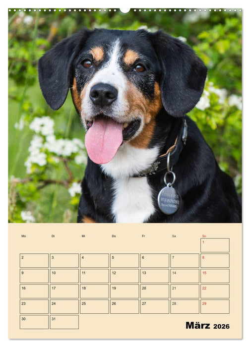 Jahresplaner Entlebucher Sennenhund (CALVENDO Wandkalender 2026)