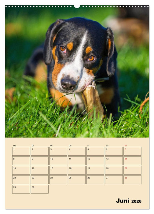 Jahresplaner Entlebucher Sennenhund (CALVENDO Wandkalender 2026)