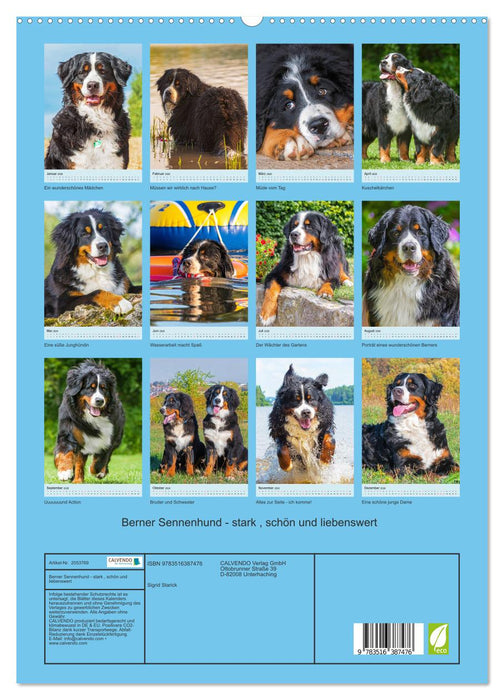Berner Sennenhund - stark , schön und liebenswert (CALVENDO Premium Wandkalender 2026)