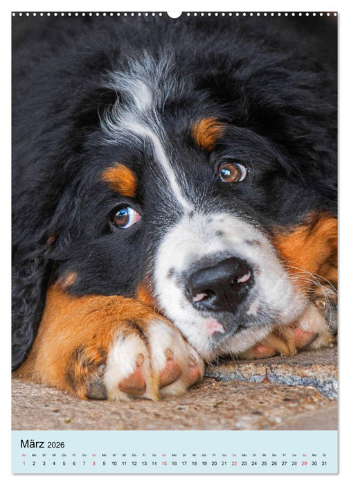 Berner Sennenhund - stark , schön und liebenswert (CALVENDO Premium Wandkalender 2026)
