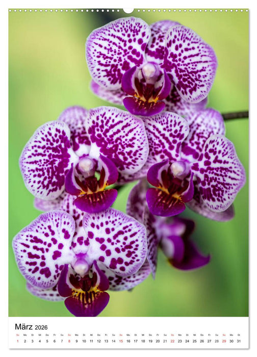 Orchideen (CALVENDO Premium Wandkalender 2026)