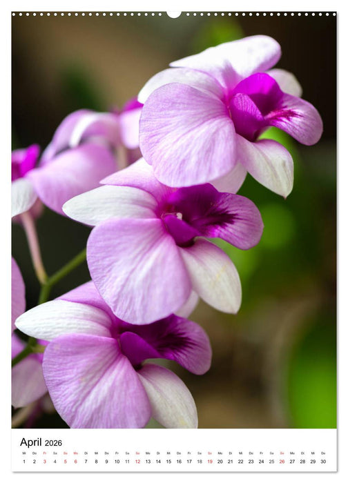 Orchideen (CALVENDO Premium Wandkalender 2026)