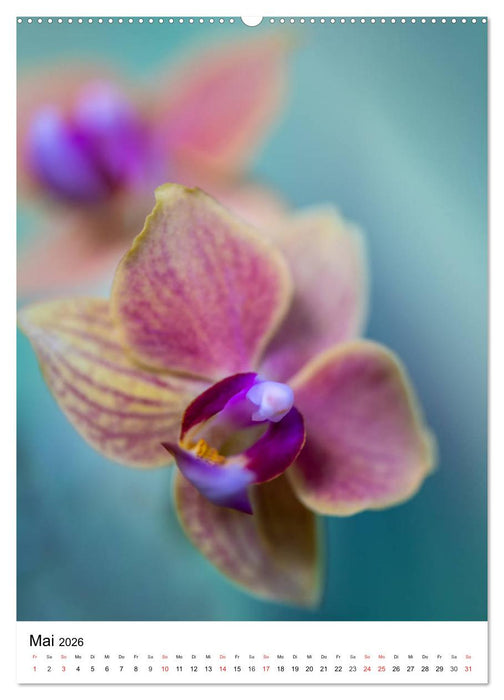 Orchideen (CALVENDO Premium Wandkalender 2026)