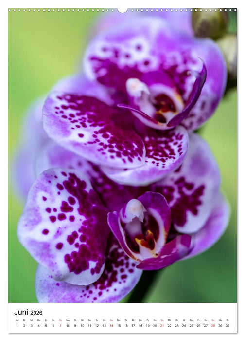 Orchideen (CALVENDO Premium Wandkalender 2026)