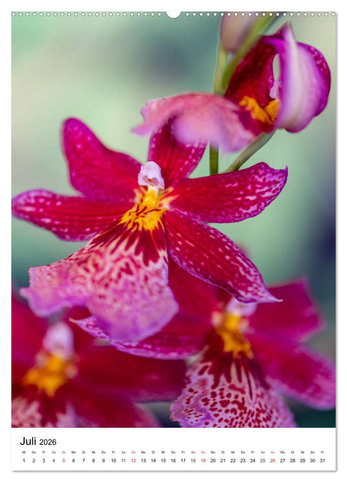 Orchideen (CALVENDO Premium Wandkalender 2026)
