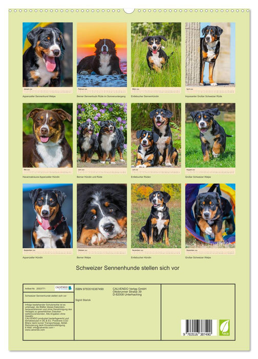 Schweizer Sennenhunde stellen sich vor (CALVENDO Premium Wandkalender 2026)