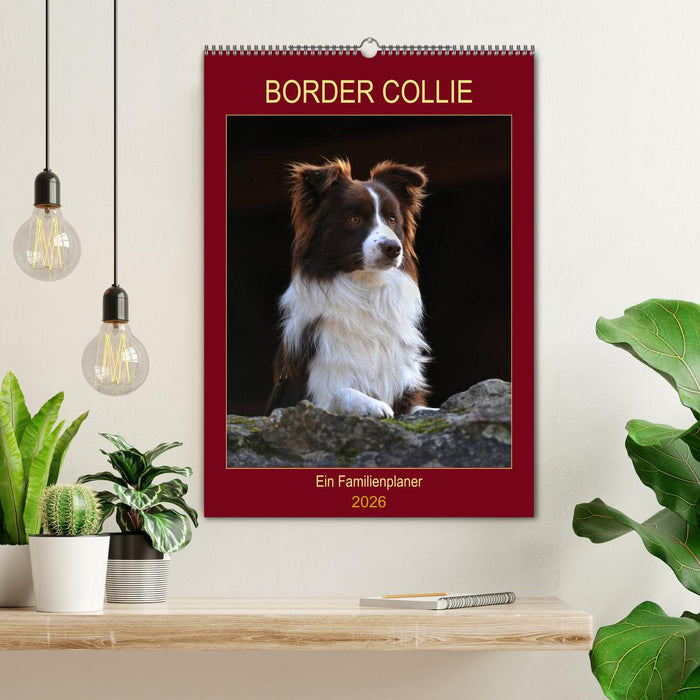 Border Collie - Ein Familienplaner (CALVENDO Wandkalender 2026)