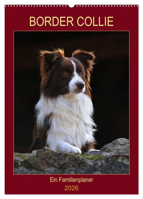 Border Collie - Ein Familienplaner (CALVENDO Wandkalender 2026)