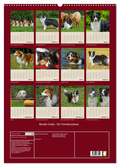 Border Collie - Ein Familienplaner (CALVENDO Wandkalender 2026)