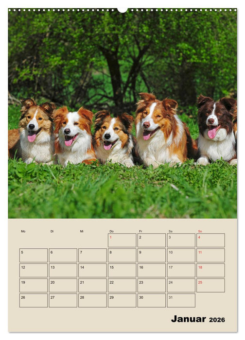Border Collie - Ein Familienplaner (CALVENDO Wandkalender 2026)