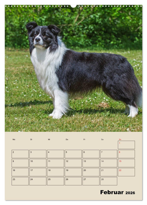 Border Collie - Ein Familienplaner (CALVENDO Wandkalender 2026)