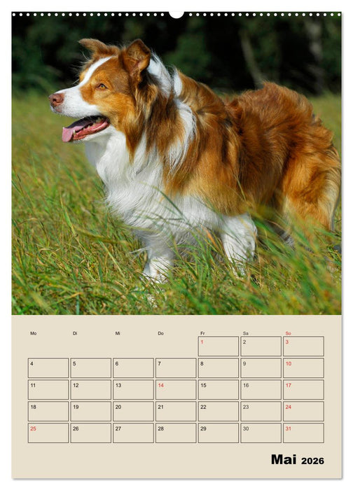 Border Collie - Ein Familienplaner (CALVENDO Wandkalender 2026)