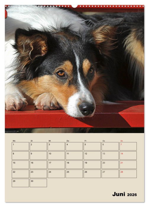 Border Collie - Ein Familienplaner (CALVENDO Wandkalender 2026)