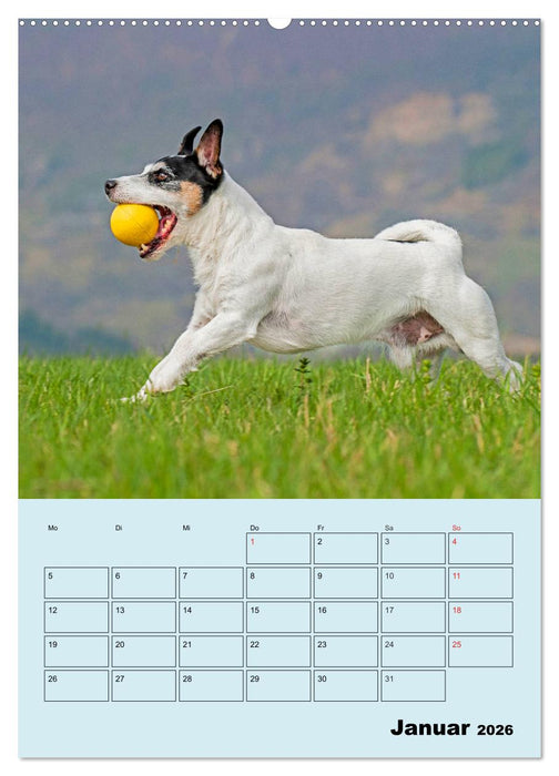 Familienplaner Jack und Parson Russell Terrier (CALVENDO Wandkalender 2026)