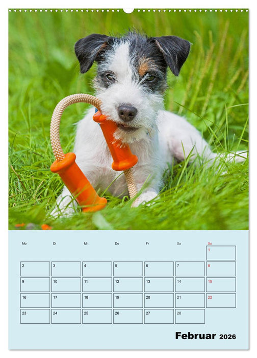 Familienplaner Jack und Parson Russell Terrier (CALVENDO Wandkalender 2026)