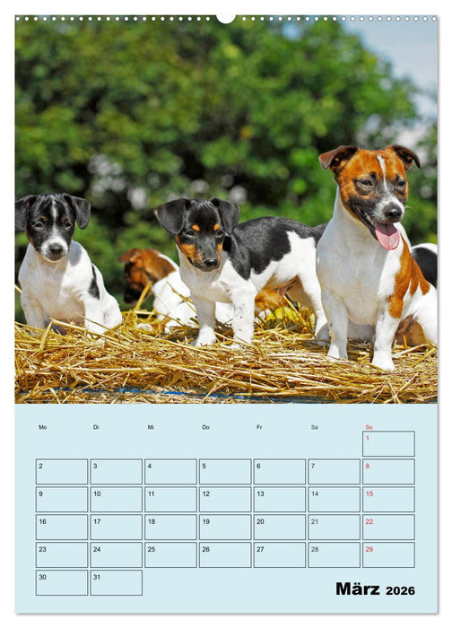 Familienplaner Jack und Parson Russell Terrier (CALVENDO Wandkalender 2026)