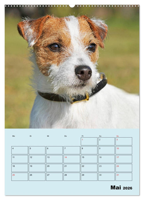 Familienplaner Jack und Parson Russell Terrier (CALVENDO Wandkalender 2026)