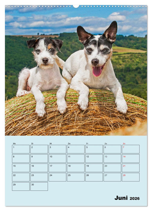 Familienplaner Jack und Parson Russell Terrier (CALVENDO Wandkalender 2026)