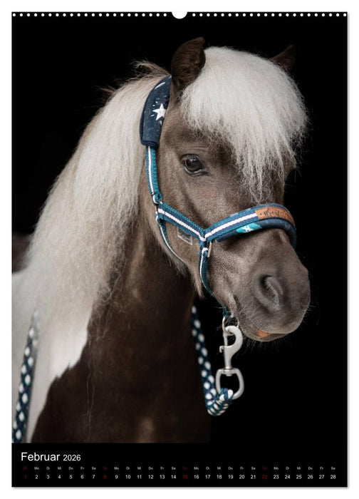 Pferde 2026 - Charakterköpfe vor der Kamera (CALVENDO Wandkalender 2026)