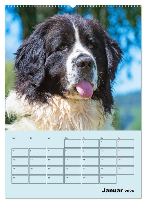 Familienplaner Landseer - Freund und Retter (CALVENDO Premium Wandkalender 2026)