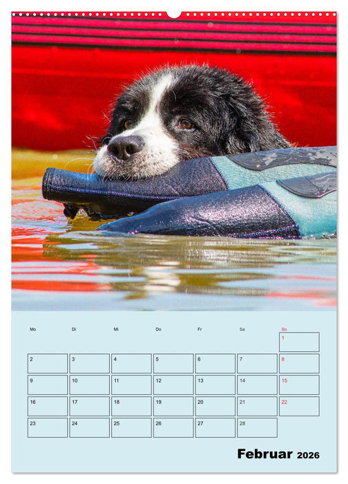 Familienplaner Landseer - Freund und Retter (CALVENDO Premium Wandkalender 2026)