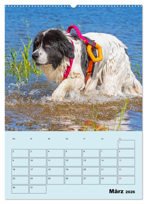 Familienplaner Landseer - Freund und Retter (CALVENDO Premium Wandkalender 2026)