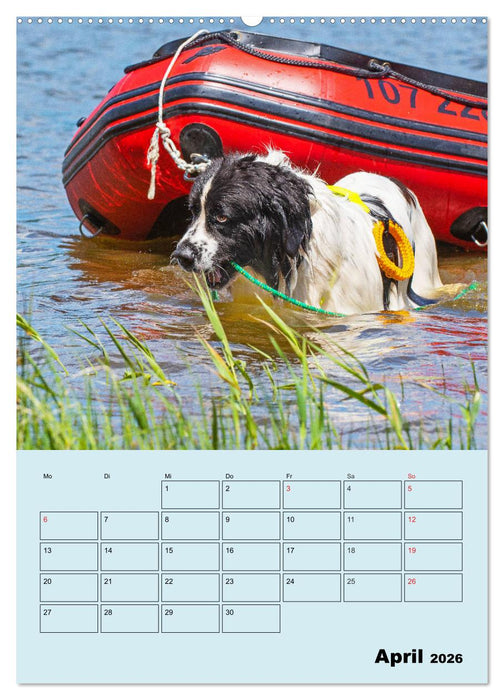 Familienplaner Landseer - Freund und Retter (CALVENDO Premium Wandkalender 2026)