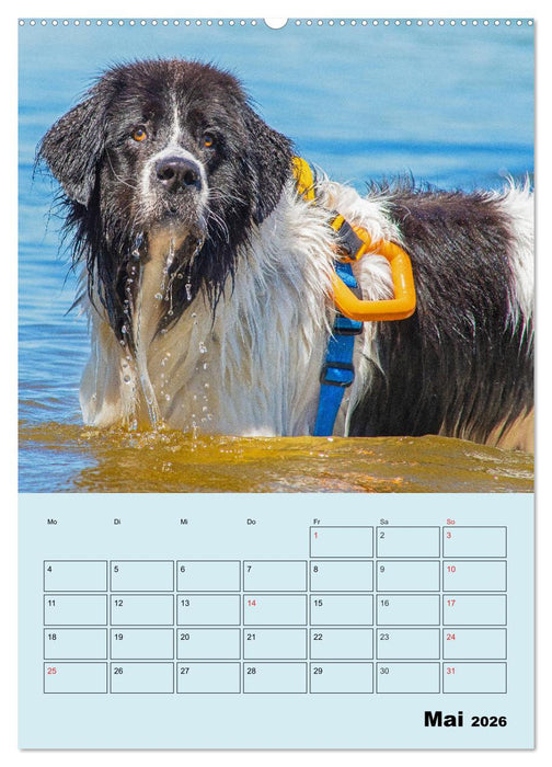Familienplaner Landseer - Freund und Retter (CALVENDO Premium Wandkalender 2026)