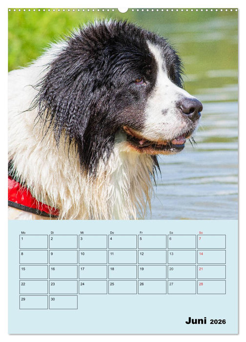 Familienplaner Landseer - Freund und Retter (CALVENDO Premium Wandkalender 2026)