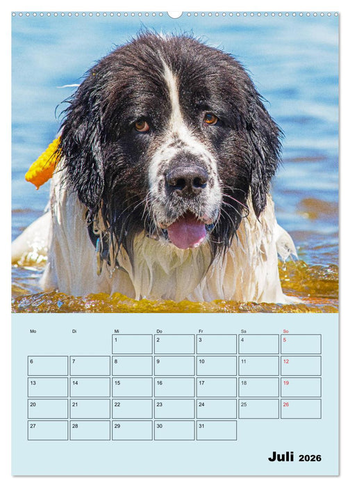 Familienplaner Landseer - Freund und Retter (CALVENDO Premium Wandkalender 2026)