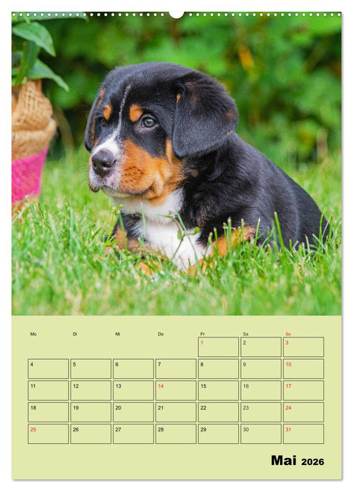 Familienplaner Großer Schweizer Sennenhund (CALVENDO Wandkalender 2026)