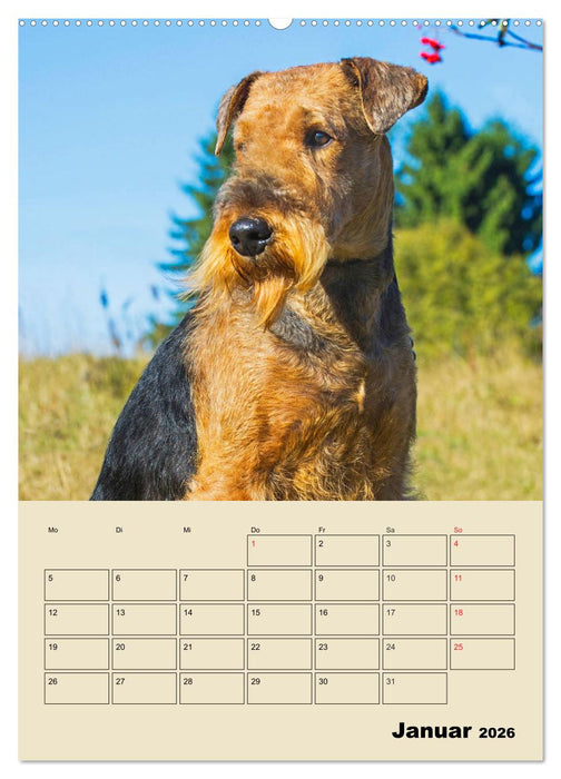 Airedale Terrier - Temperament auf 4 Pfoten (CALVENDO Wandkalender 2026)