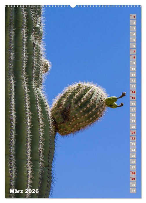 SAGUARO NATIONAL PARK Wüstenimpressionen aus Arizona (CALVENDO Premium Wandkalender 2026)