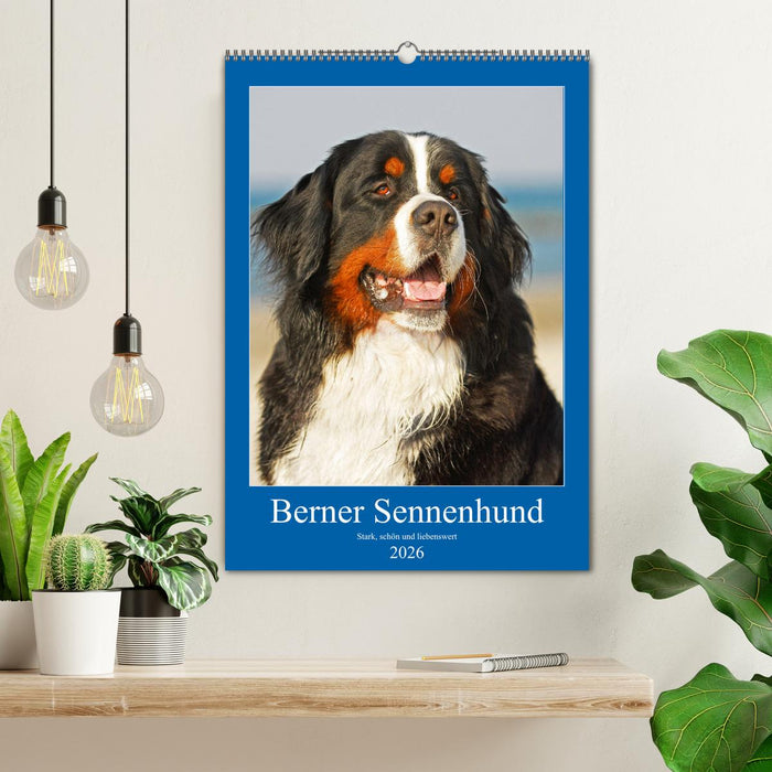Berner Sennenhund - stark , schön und liebenswert (CALVENDO Wandkalender 2026)
