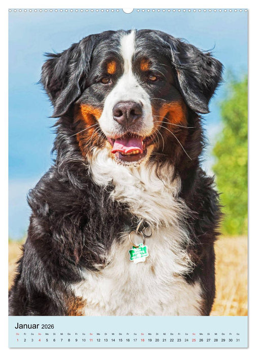 Berner Sennenhund - stark , schön und liebenswert (CALVENDO Wandkalender 2026)