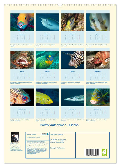 Portraitaufnahmen - Fische (CALVENDO Premium Wandkalender 2026)