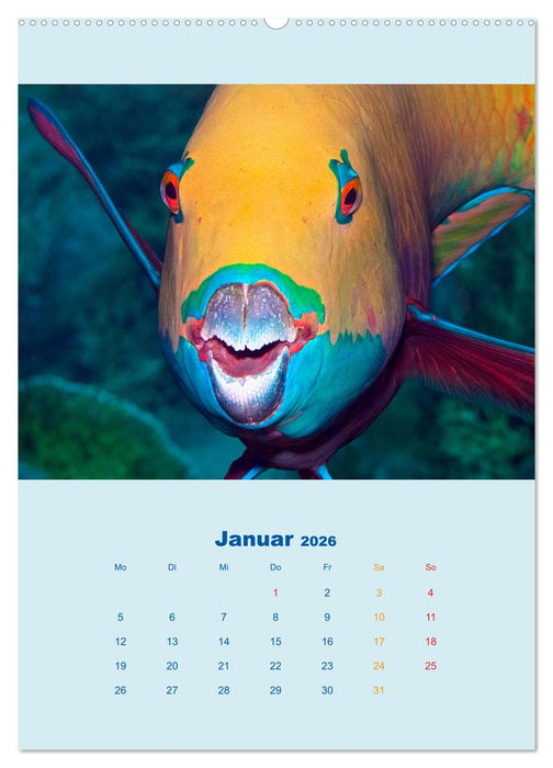 Portraitaufnahmen - Fische (CALVENDO Premium Wandkalender 2026)