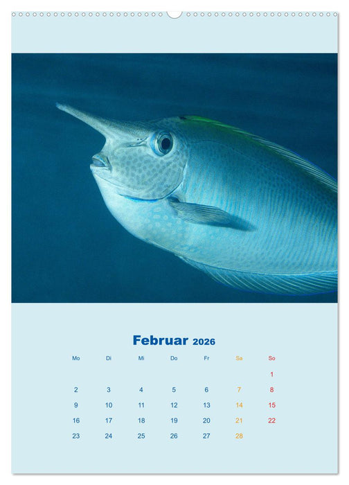 Portraitaufnahmen - Fische (CALVENDO Premium Wandkalender 2026)