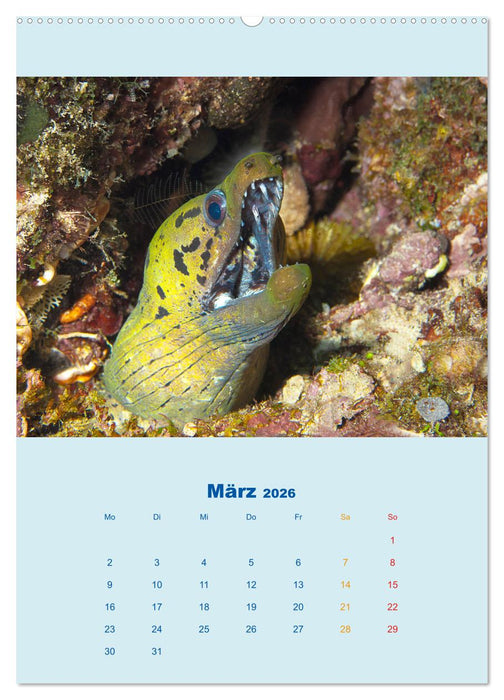 Portraitaufnahmen - Fische (CALVENDO Premium Wandkalender 2026)