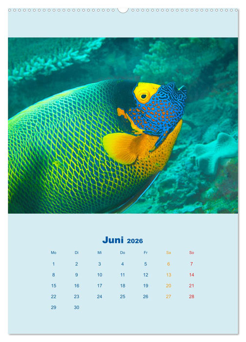 Portraitaufnahmen - Fische (CALVENDO Premium Wandkalender 2026)
